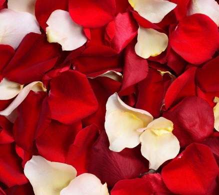 Décoration - Pétales de Rose (1000pcs)